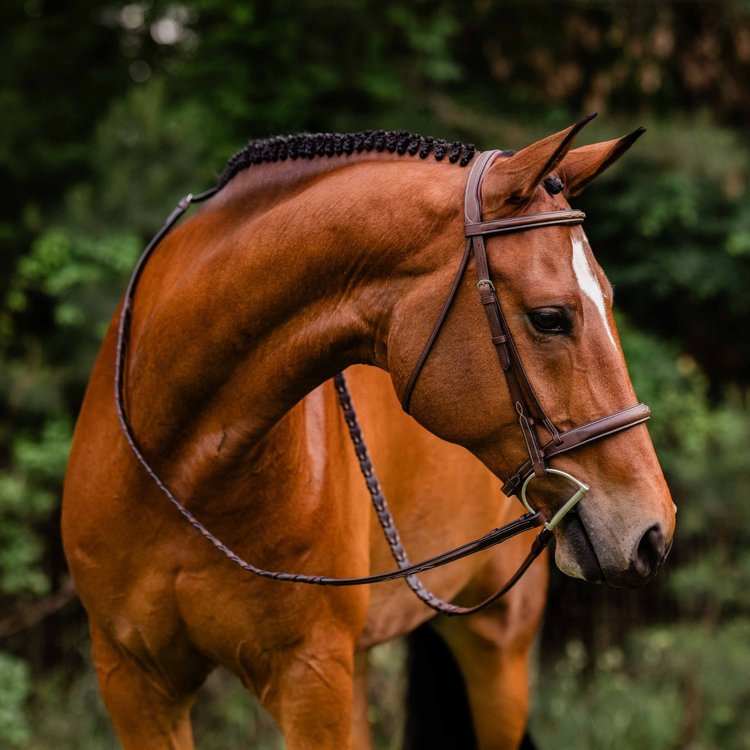 Bridles & Reins