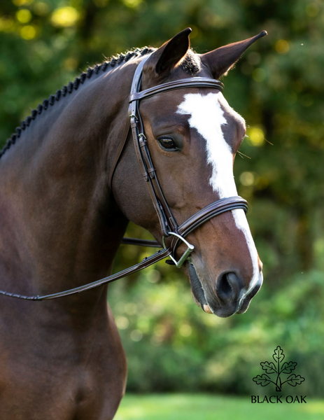 KL Black Oak Laurel Bridle