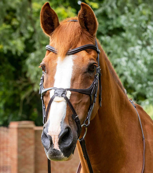 Premier Equine Glorioso Grackle Bridle