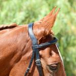 Bobby's English Tack Eventer Heavy Duty Padded Bridle